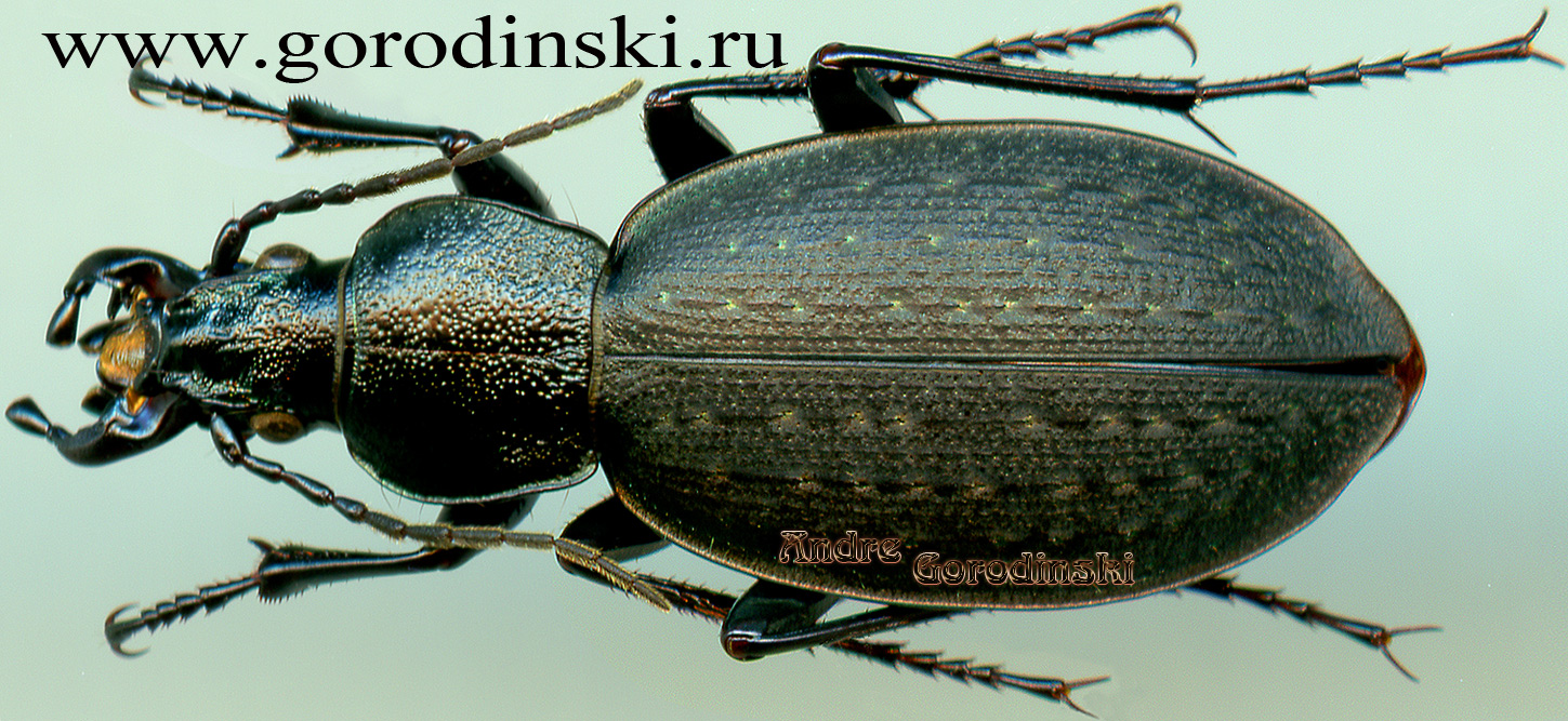 http://www.gorodinski.ru/carabus/Eccoptolabrus exiguus nivium.jpg